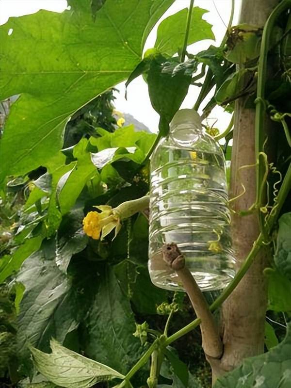 俗称"丝瓜水",丝瓜藤蔓中的汁水,市场前景不错,有啥用途?