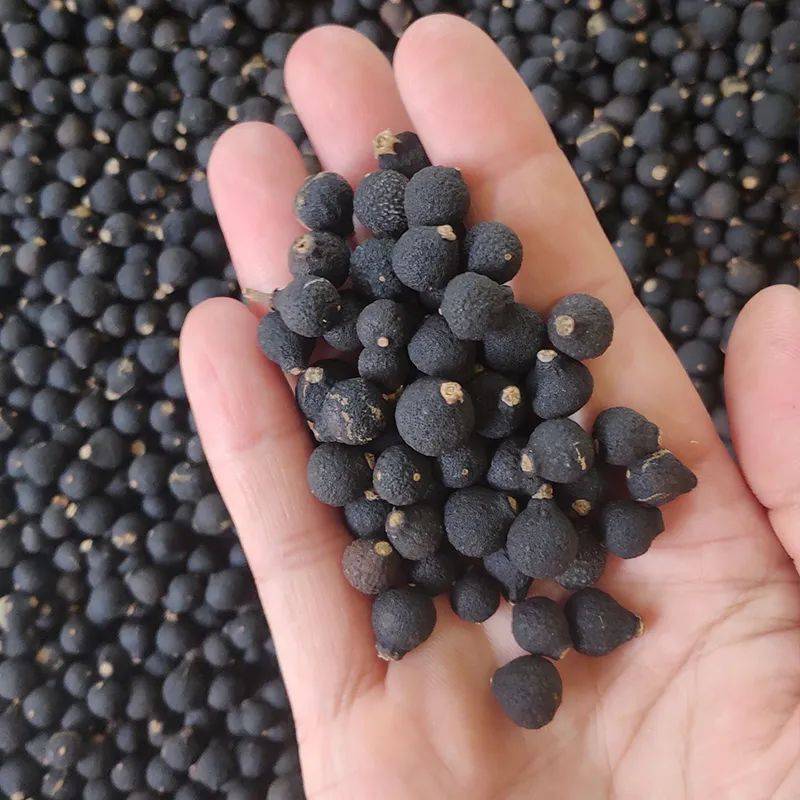 小小柑胎,作用不容忽视._新会_养生_功效