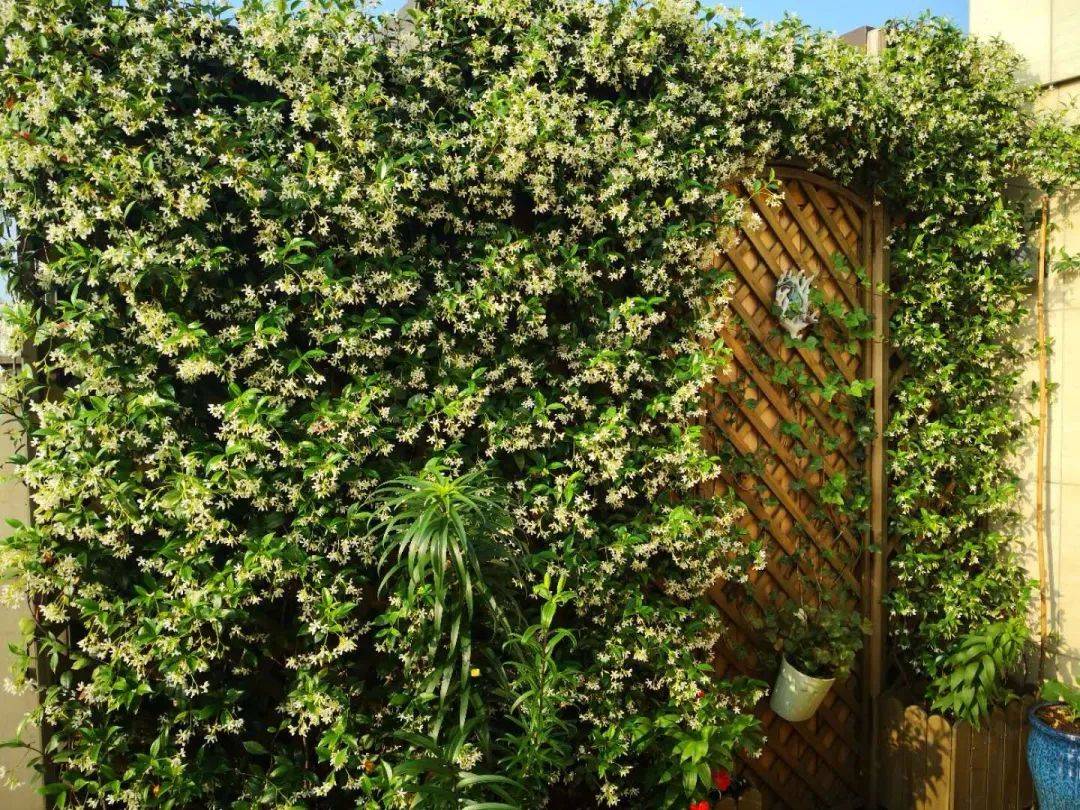 盘点那些不常见的庭院花墙植物,这7种一大半你没听过_开花_时候_温度