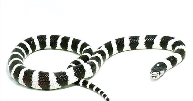 同银环蛇撞衫的黑白王蛇,是专门捕食毒蛇的高手_响尾蛇_眼镜_免疫