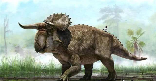 板齿犀能不能打过三角龙?为什么?_体型_食草动物_龙的