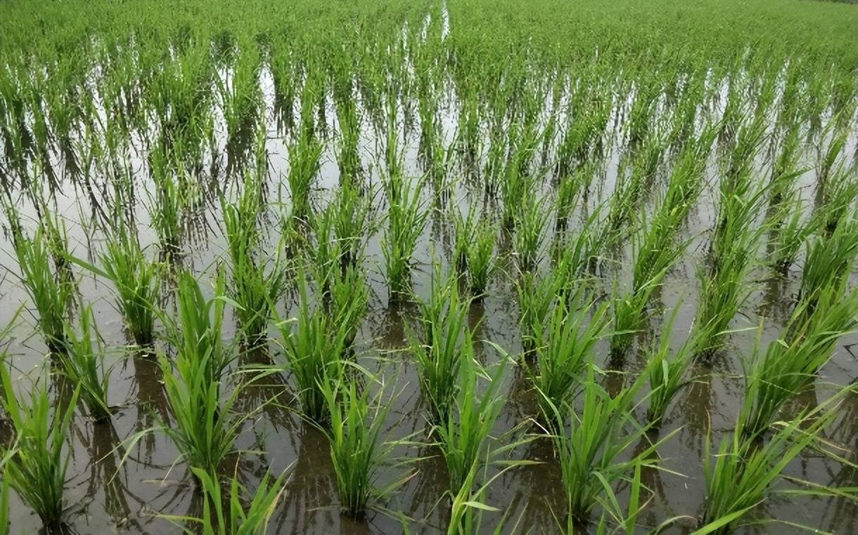 水稻上这样用至乐天然芸苔素,苗壮,穗多,高产_生产_种子_时期