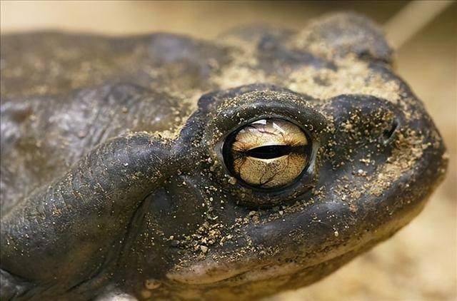 蛤蟆被美国青年舔上了瘾,成为新型毒品,硬生生舔成了濒危物种_蟾蜍