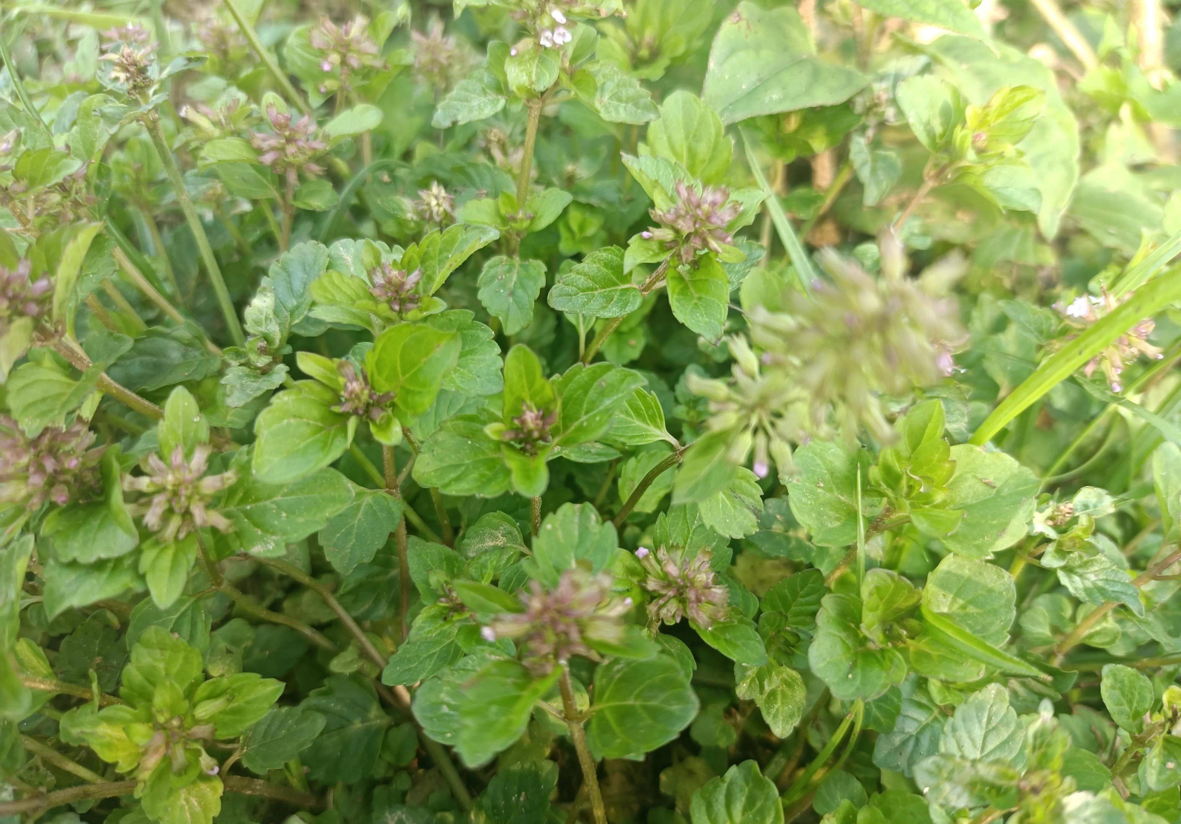 肝炎草药野草图片大全图片