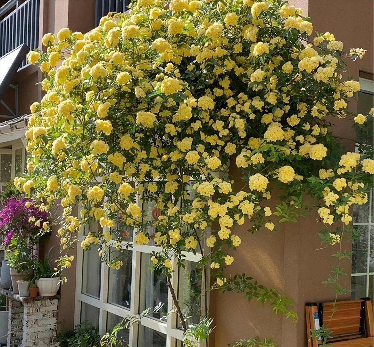 这些离不开修剪也离不开塑形,所以如果你的院子还空着,你特别想用一些