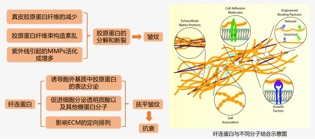 「生物活性蛋白」最全机理总结 | 会议回顾_功效_皮肤_细胞