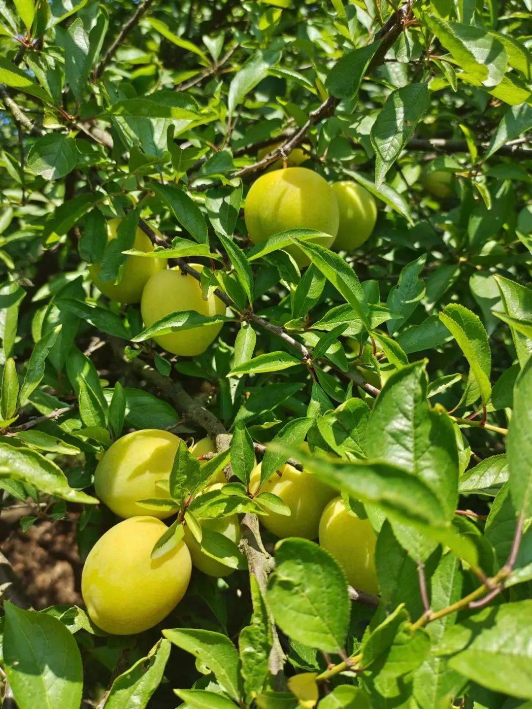 李柰上市!水果味儿的夏天,给你双倍清甜_洞庭_滋味_黄李