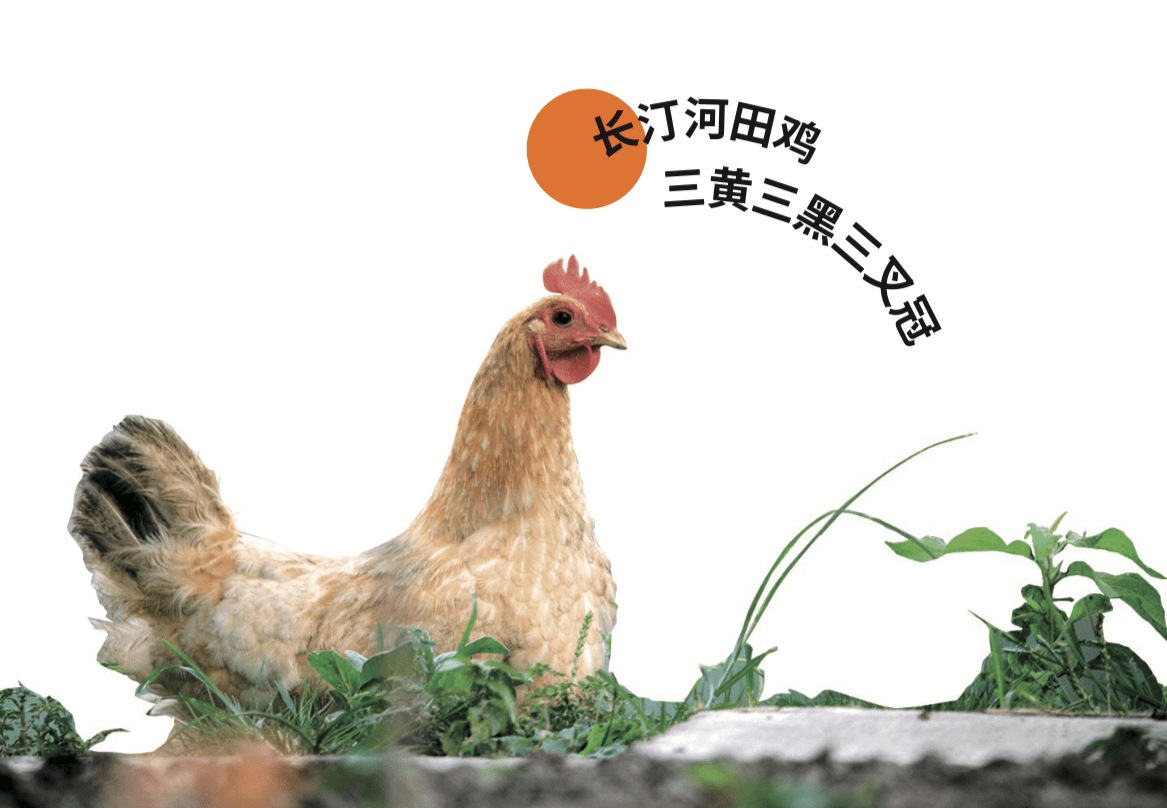 彩虹星球合作社破局中国有机农业,倾力打造全新有机时代_消费者_养殖