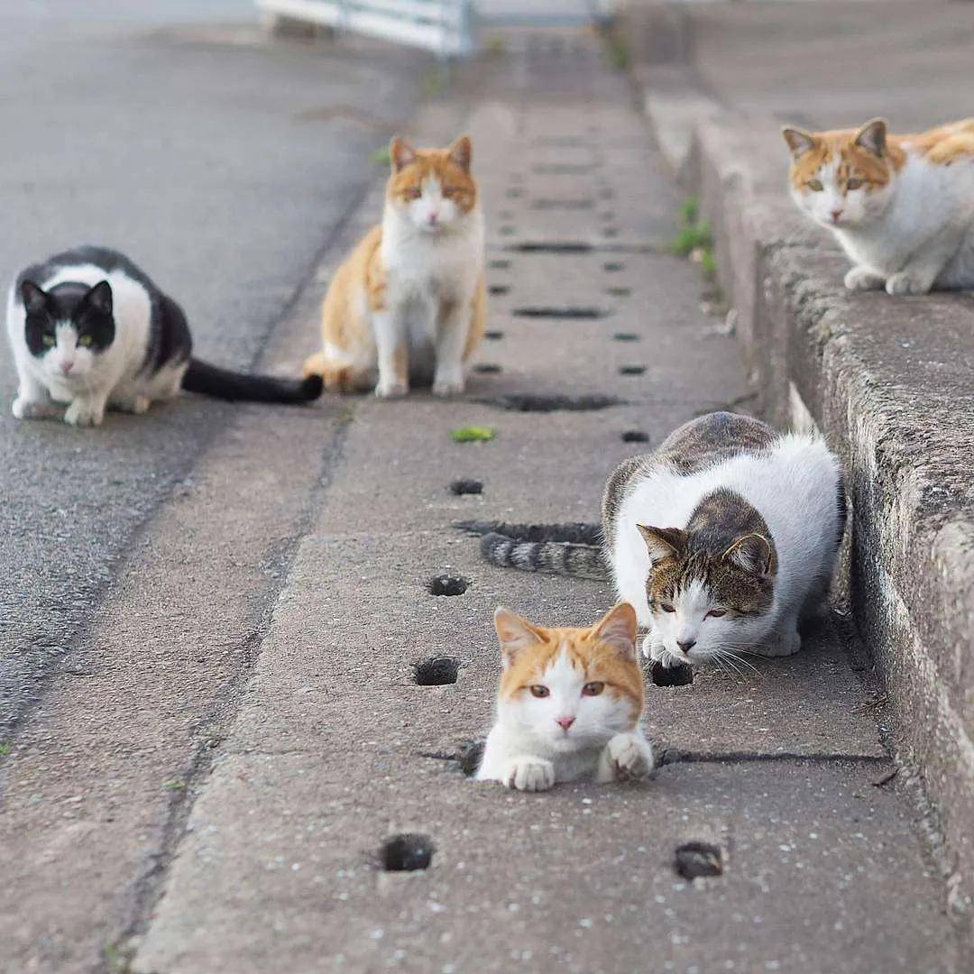 流浪猫太多或将影响生态,它们从何而来?在野外靠什么生存?_数量_鸟类_猫咪