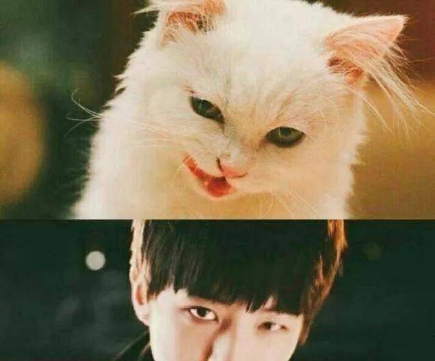 粉丝觉得王俊凯不养猫的原因是不想铲屎,于是想了个办法_猫咪_画面