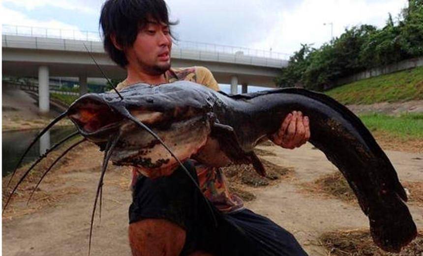 夏季如何钓鲶鱼?看完三个故事,你也能成为"钓鱼高手"_水草_朋友_厕所