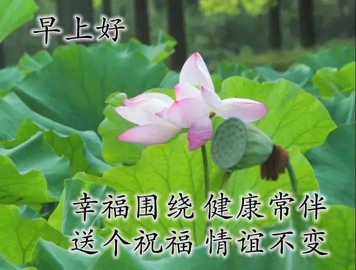 8张最新特漂亮早上好鲜花图片带字带祝福语 最美夏日早安问候祝福图片
