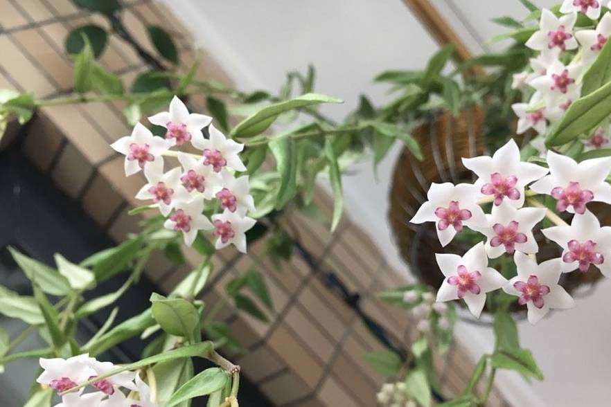 原创            此室内盆栽绿植，花叶共赏，清香幽远，花期长，易栽培，值得拥有-室内植物盆栽花卉怎么养