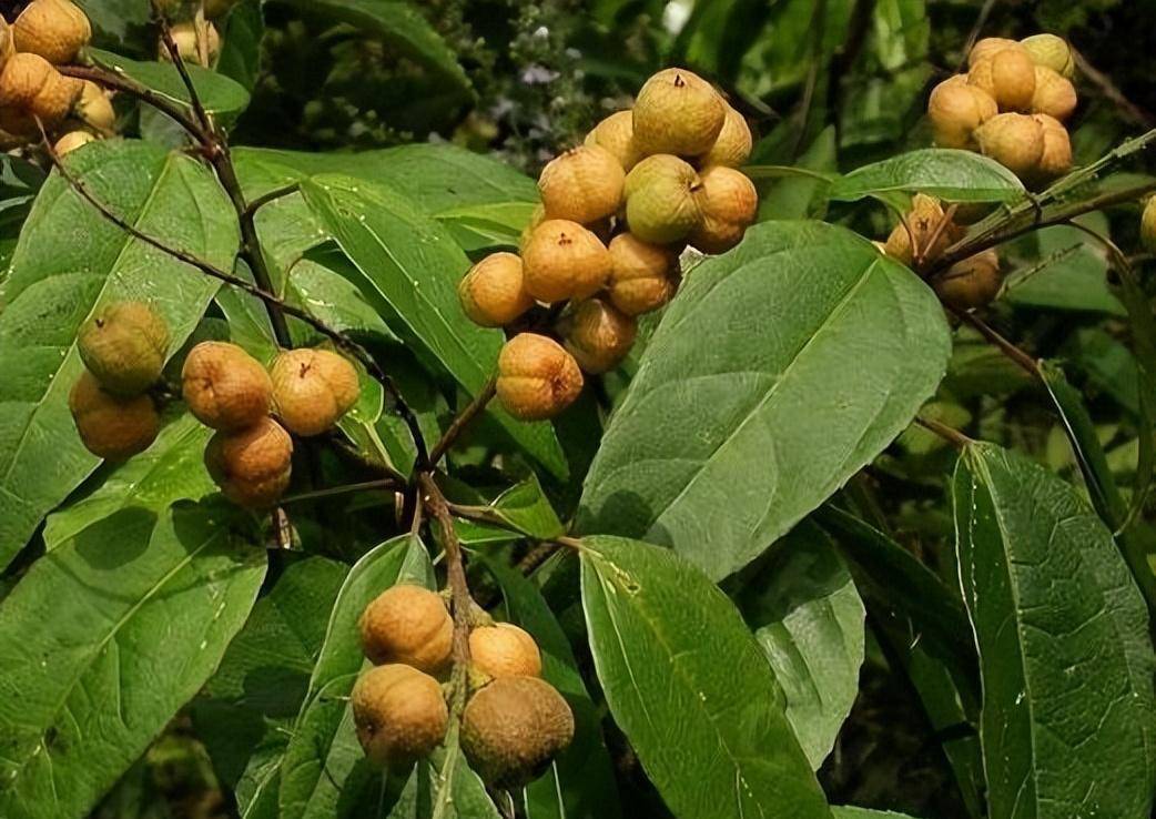 神农本草经-巴豆(巴菽)_黄莲_主治_水谷道
