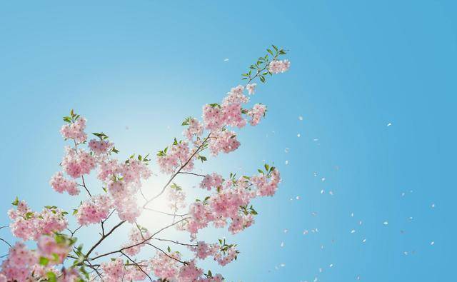 爱情也好,友情也罢,都是越执着越痛苦的,一念放下就能免去折磨,为何你