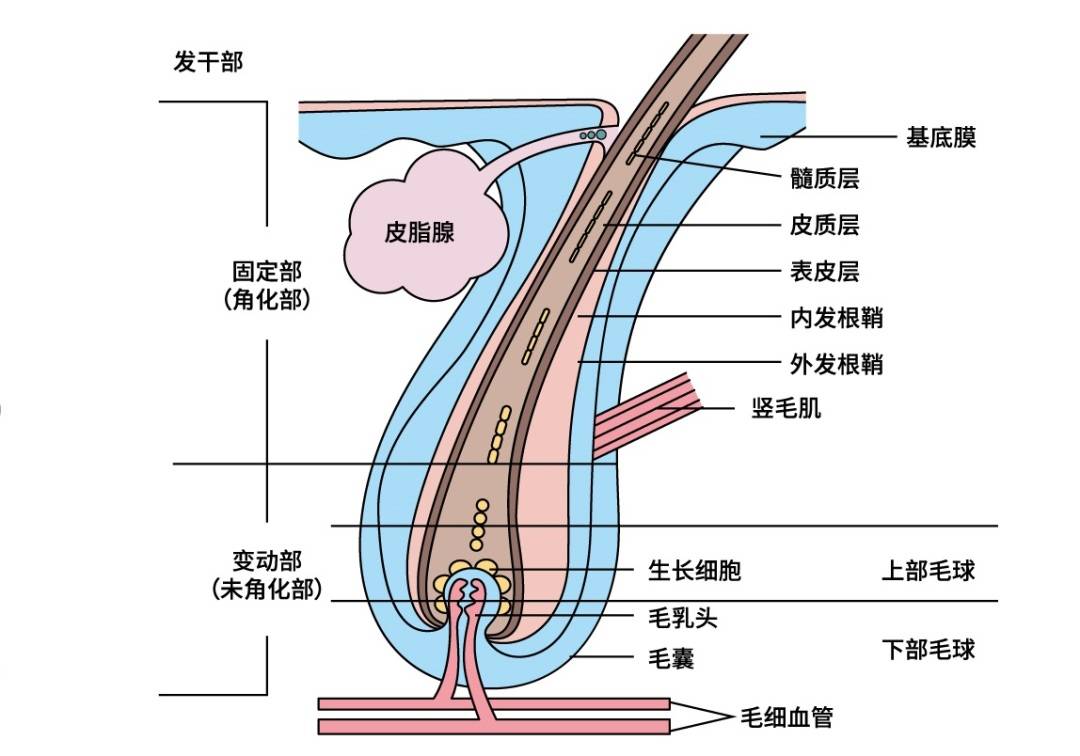 科学家发现刺激头发生长的因素