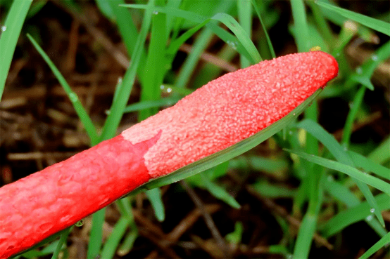 红鬼笔:别名"鸡屎菌",你认识吗?| 物种图册