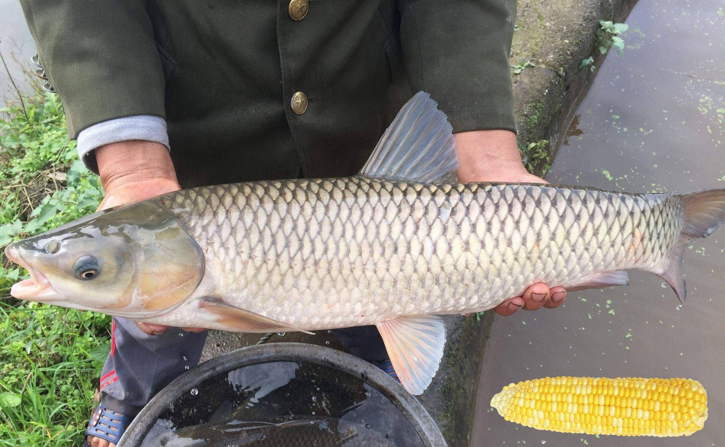 釣草魚的5個秘訣,掌握之後肯定比平時釣得多_鯉魚_餌料_技巧