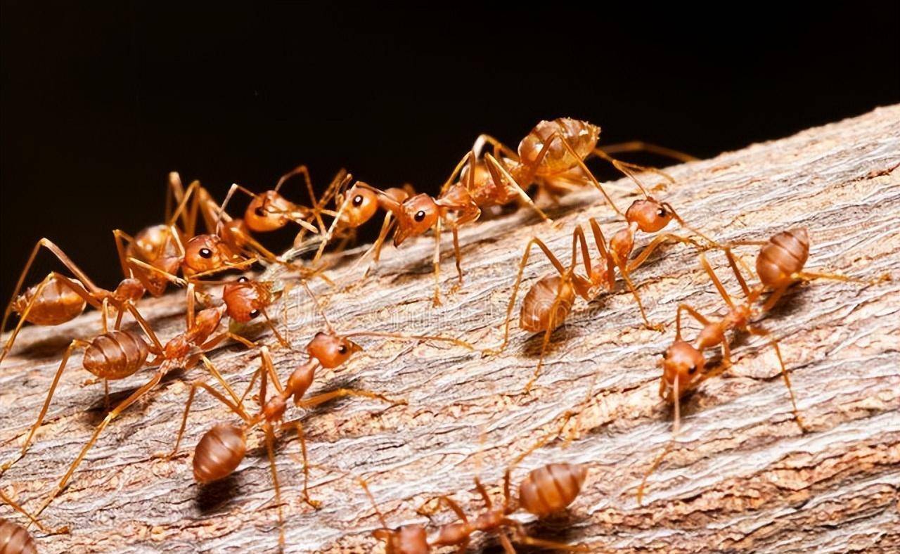 毒蚂蚁 排行榜图片