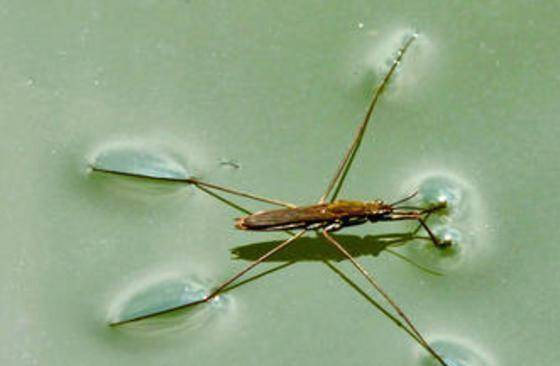 有些地方叫它水马,卖香油的,水母鸡,水板凳的,也有些地方叫它水蚊子