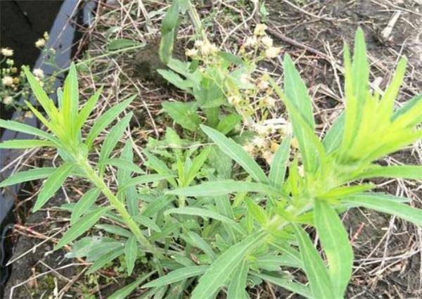 农村有种植物叫"蒺藜",常常扎人惹农民嫌弃,如今却成健体良药_野草_的