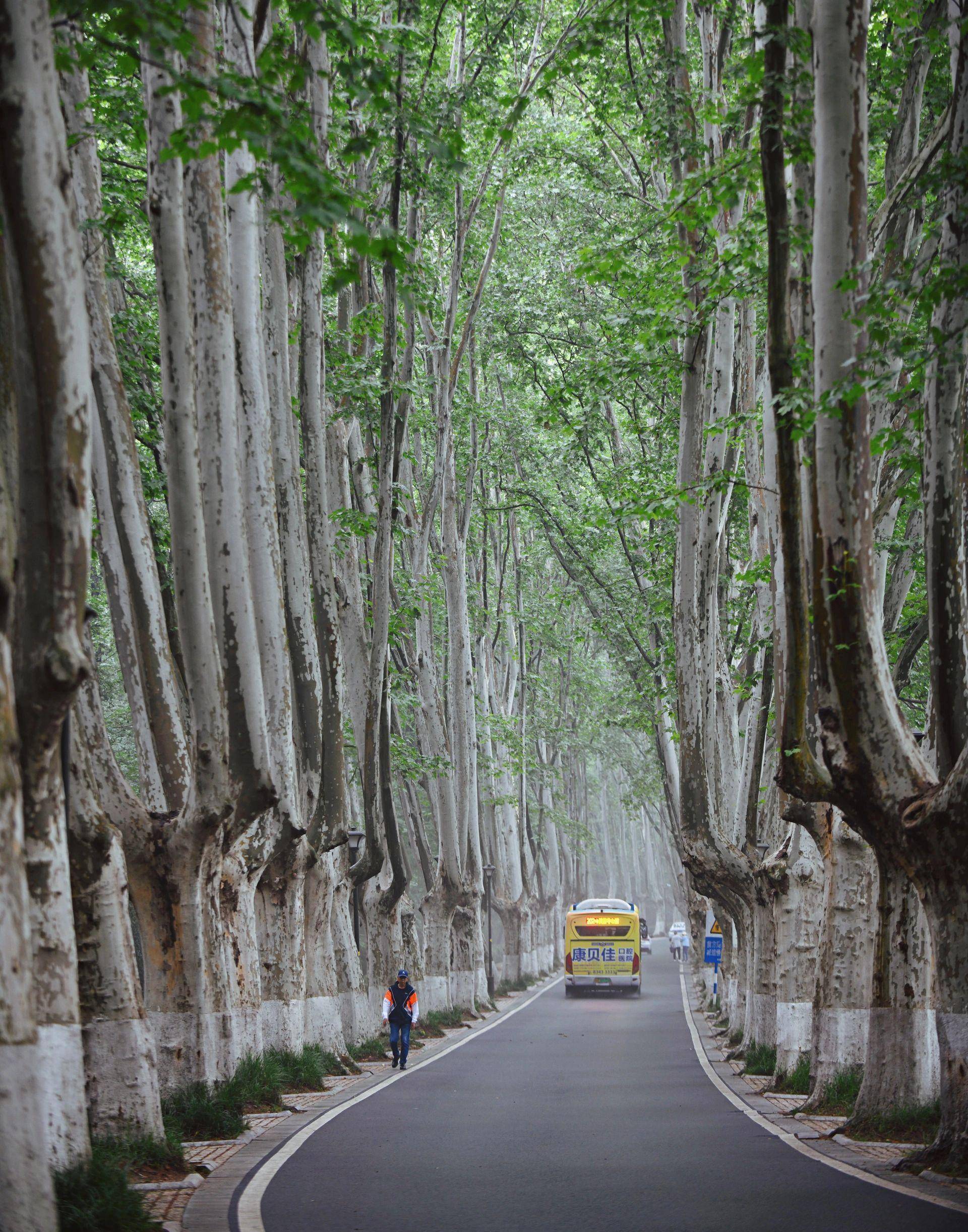 南京|这条没人去的梧桐大道,叫灵谷寺路_景色_城市_世界