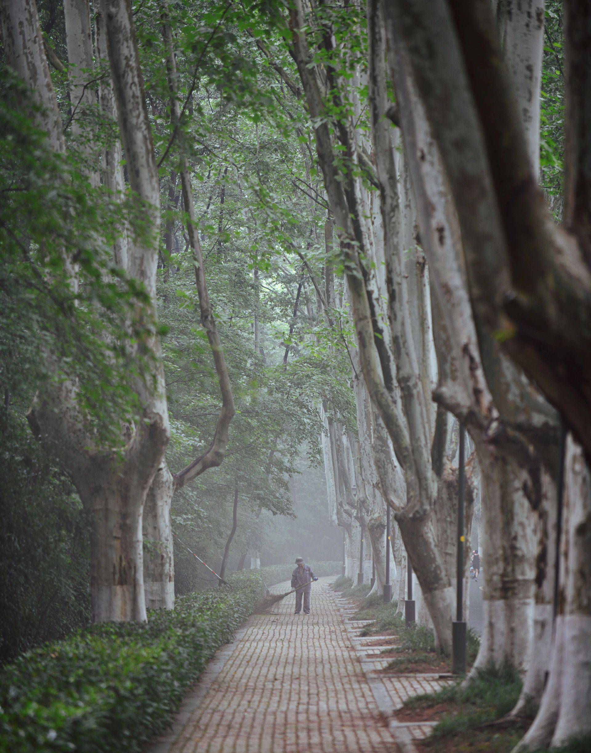 南京|这条没人去的梧桐大道,叫灵谷寺路_景色_城市_世界