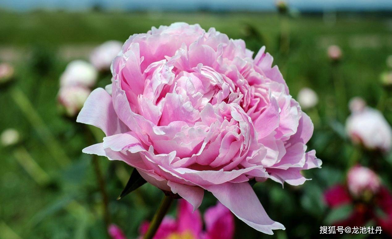 龙池牡丹:牡丹开出富足之花,实现花样致富_菏泽_产业_产品