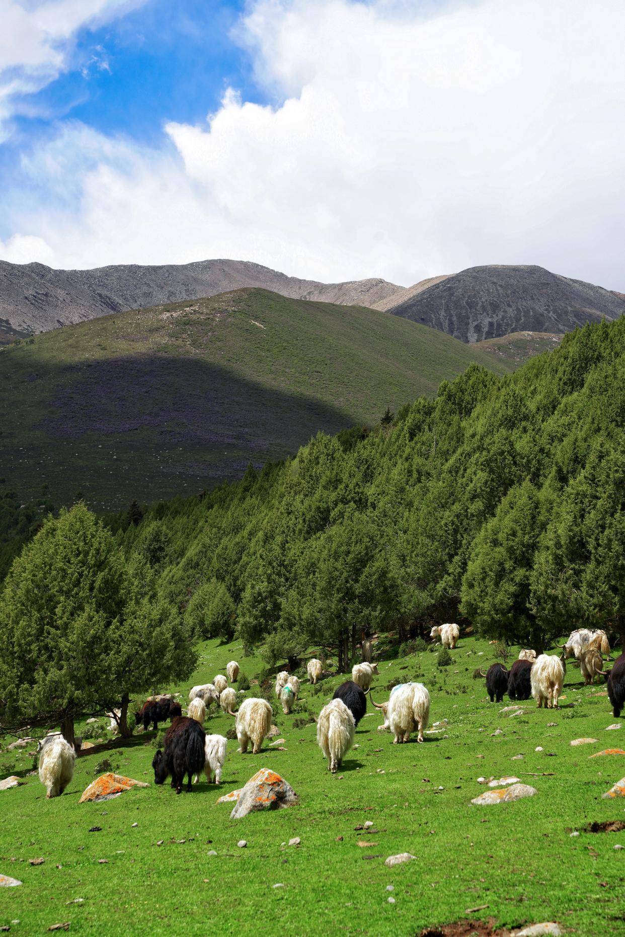 夏日避暑,邂逅甘肃武威,山谷间的童话仙境,雪山,牛羊,马兰花_冰沟河