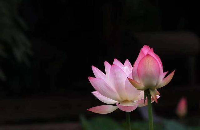 如何理解佛门里讲的"三皈依"?_三宝_一体_众生