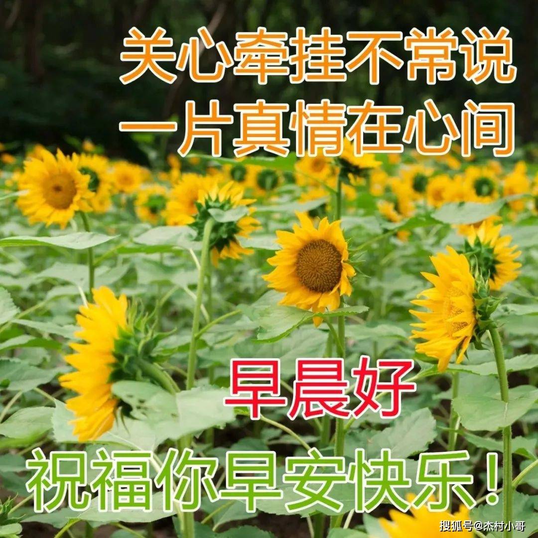 原创            6月7日最新早上好图片精选 早上好图片鲜花带字问候-2021年6月早上好动画表情