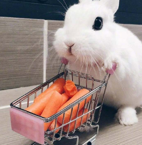 兔子_胡萝卜_感觉