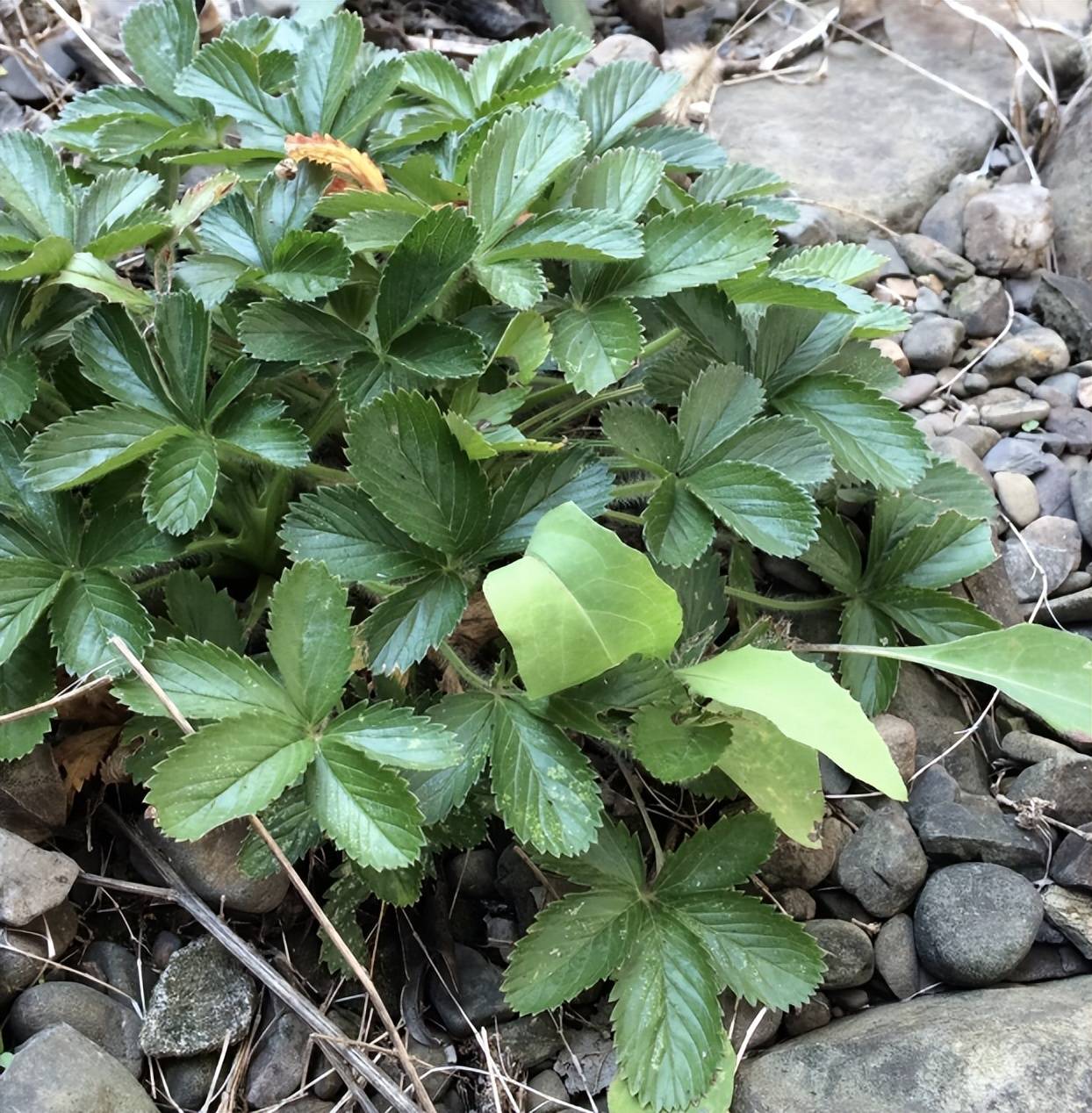 农村看到1种野草