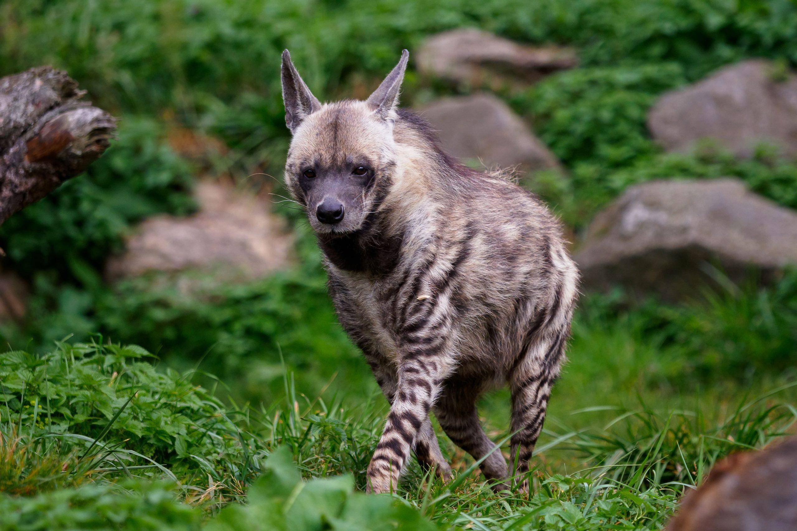 条纹鬣狗(striped hyena)波斯豹(persian leopard)波斯豹(persian
