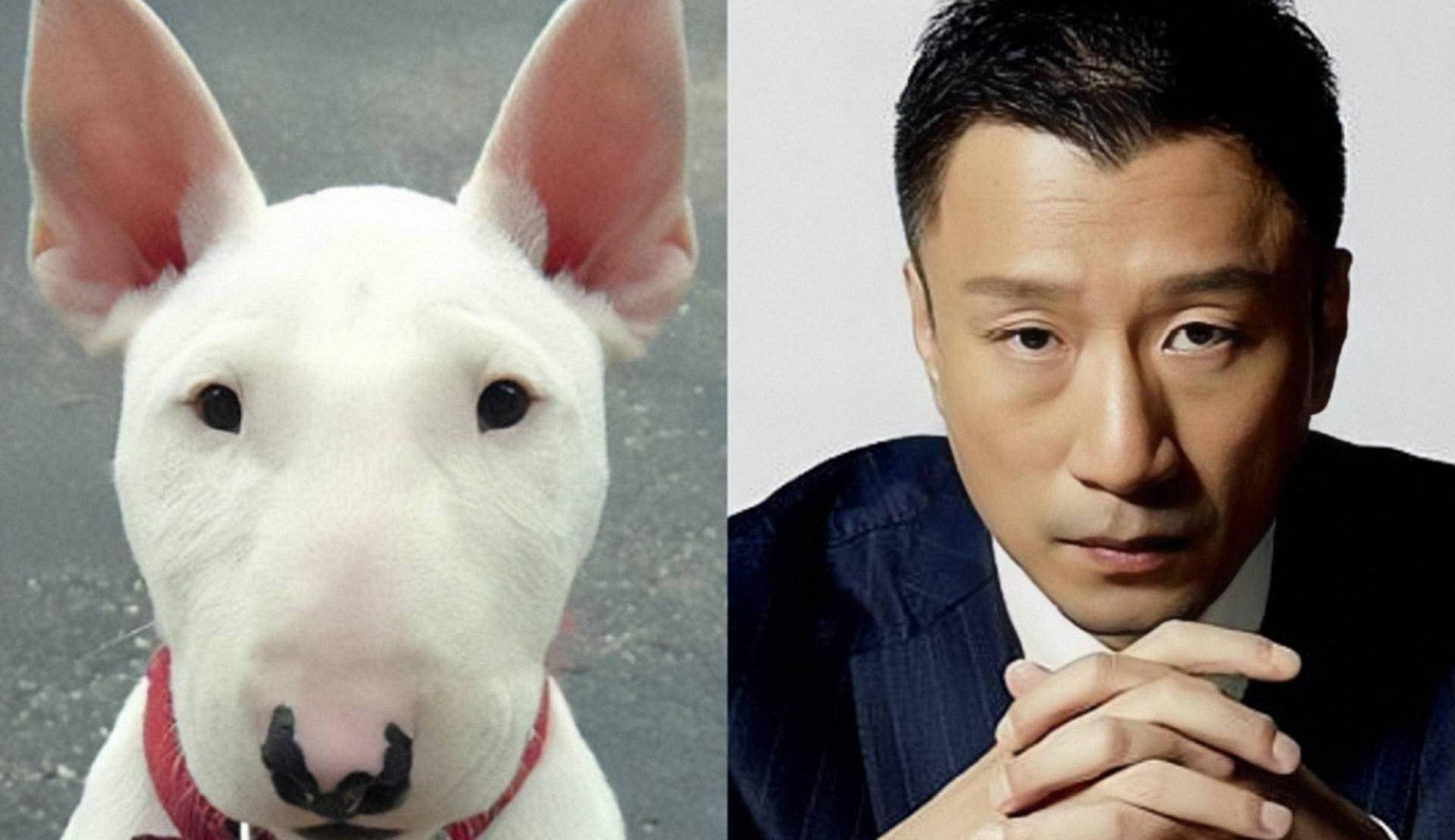 孙红雷撞脸牛头梗,李荣浩撞脸下司犬,盘点那些和动物撞脸的明星_王