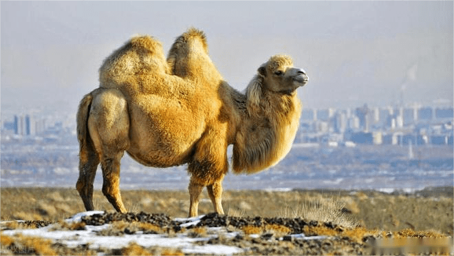 有趣的驼奶冷知识(2)——公骆驼也产奶?