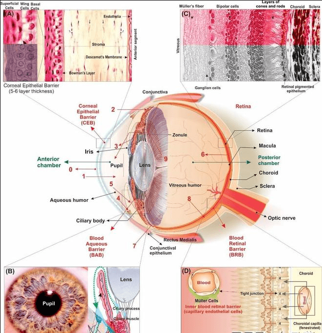这主要是因为在眼睛和身体组织之间存在一道血眼屏障,这是由视网膜和