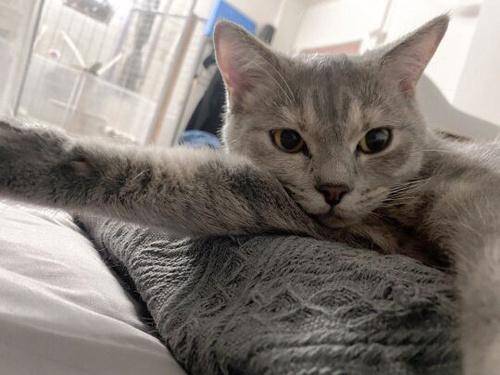 猫突然变凶?猫咪攻击主人可能的原因及解决方法_Barf_问题_食谱