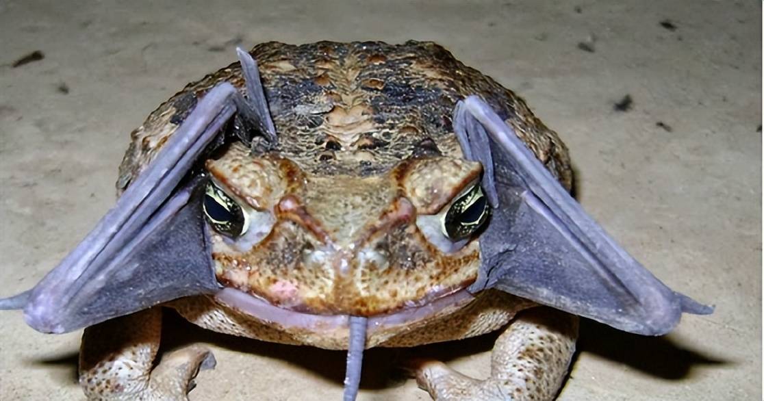 澳洲外来物种海蟾蜍,不用人类控制数量,靠"自觉性"?_动物_环境_其他