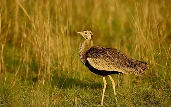 看了鸨鸟怎么交配,才知道古代青楼的老板娘,为何叫"老鸨"!