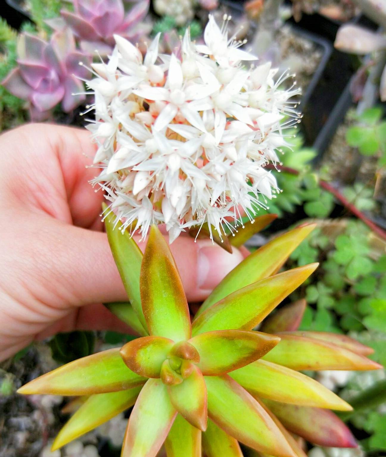 多肉"红日"开花成簇像雪球,养护简单很美观!_叶片_黄丽很_景天科