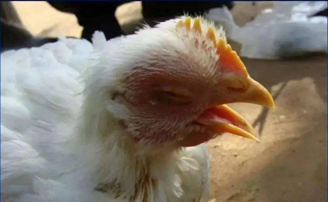 鸡传染性支气管炎的症状及治疗方法!_呼吸道_饮水_效果