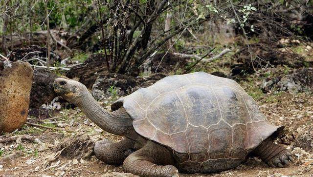 在植食性动物基础上,地球进化出肉食性动物的意义是什么?