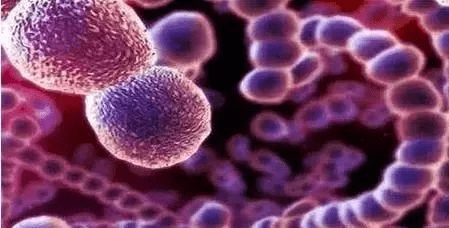 国内外GBS感染及检测的情况 丨 广东阳光生物