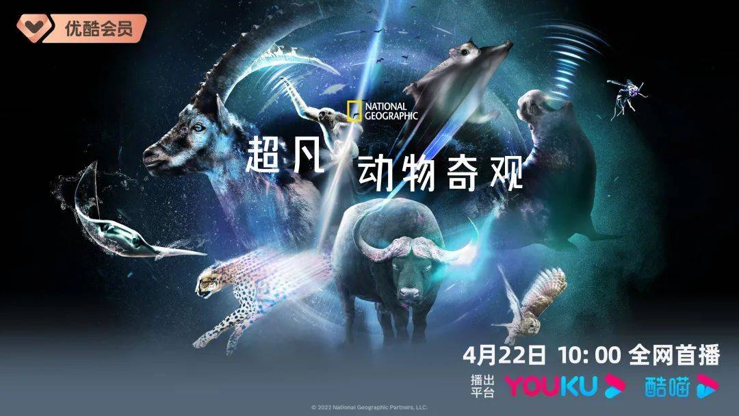 当优酷遇上618,带你看优质纪录片_动物_生活_观众