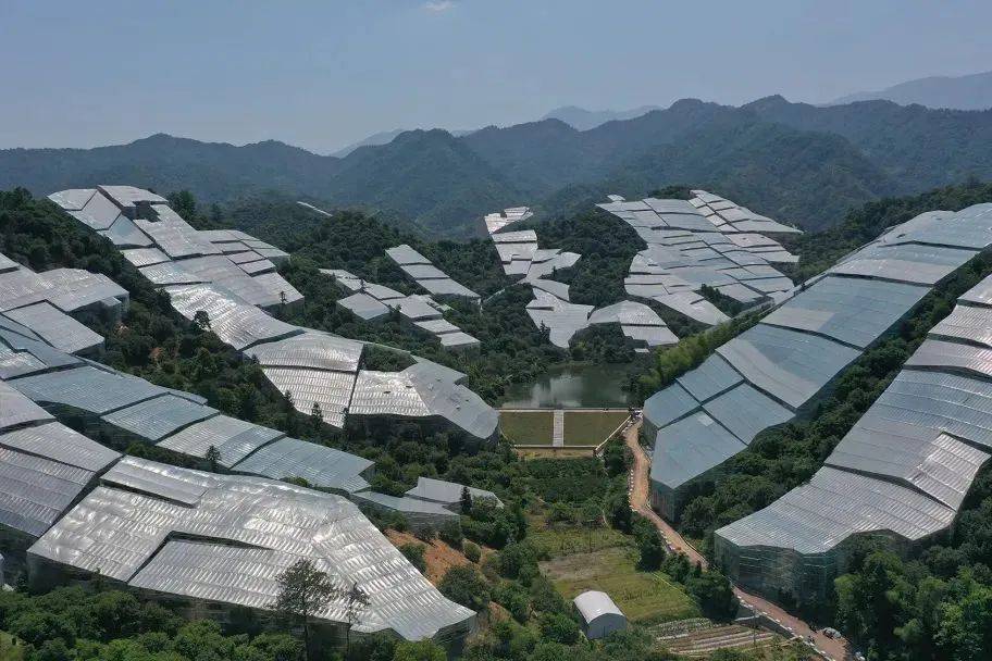 兰溪杨梅为什么这样红_销售_大棚_种植