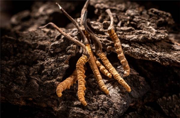 端午丨柏瓴冬虫夏草菌粉,让健康成为家人生活主旋律_产品_华东医药