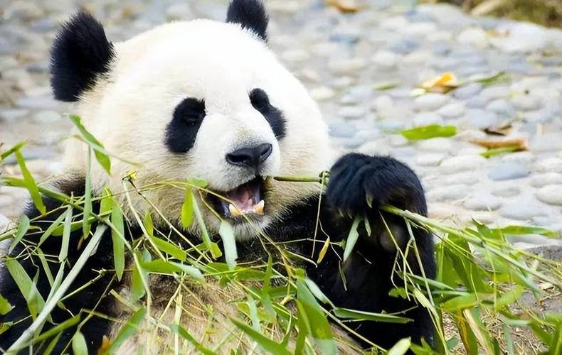 我国野生大熊猫增多,它们会不会迁徙国外?成为非我国独有物种?