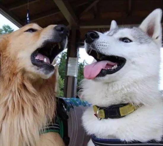 哈士奇和金毛,都是大家比较熟悉的两种汪星人.