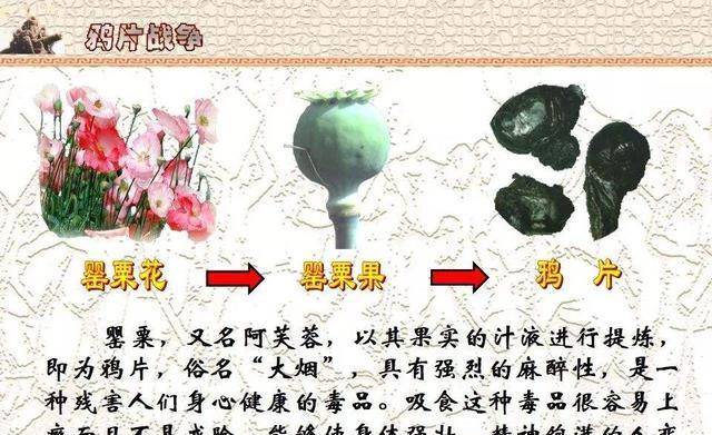 鸦片,又名阿芙蓉,俗称大烟,是从罂粟果实取汁提炼而成.